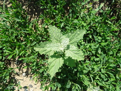 Atriplex tatarica