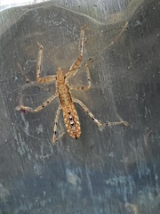 Rocconota annulicornis