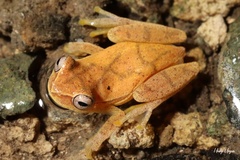 Dendropsophus