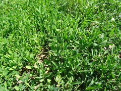 Polygonum aviculare