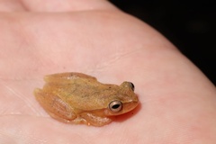 Dendropsophus
