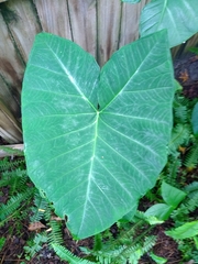 Xanthosoma sagittifolium