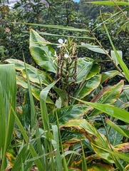 Hedychium