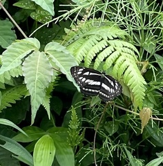 Neptis