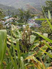Hedychium