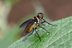 Pentatomophaga latifascia