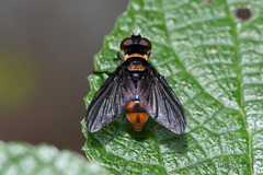 Pentatomophaga latifascia