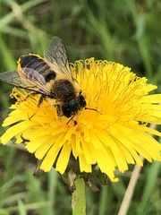Megachile centuncularis