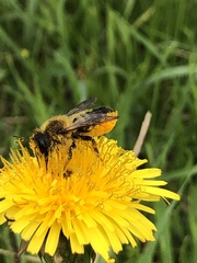 Megachile centuncularis