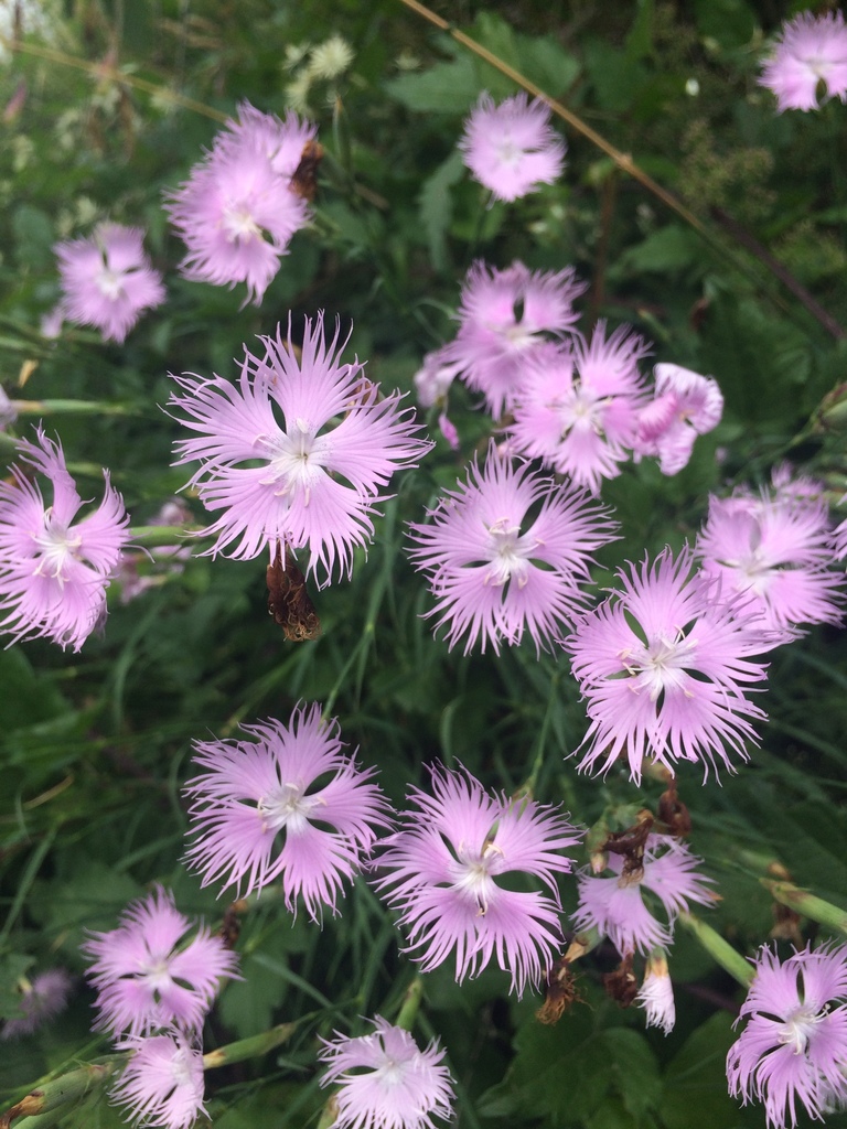Fringed Pink
