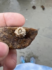 Semibalanus balanoides