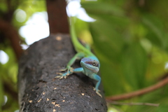 Anolis allisoni