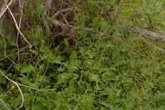 Sisymbrium orientale