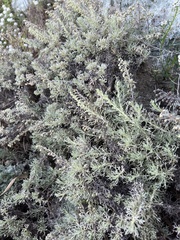 Artemisia californica