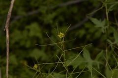 Sisymbrium orientale