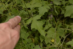 Sisymbrium orientale