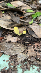 Leucocoprinus