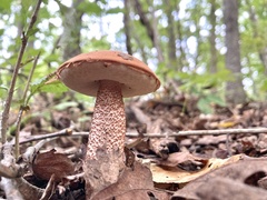 Leccinum aurantiacum