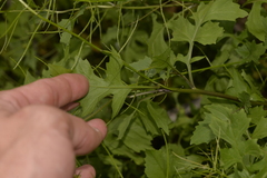 Sisymbrium orientale