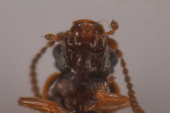 Coryphiini