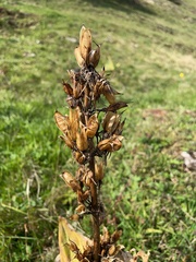Gentiana lutea