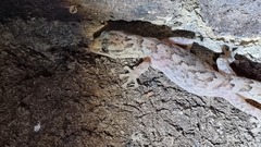 Christinus marmoratus