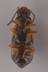 Coryphiini