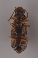 Coryphiini