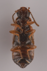 Coryphiini
