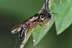 Pimpla