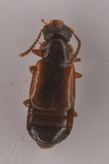 Coryphiini