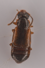 Coryphiini