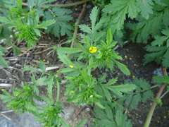 Potentilla paradoxa
