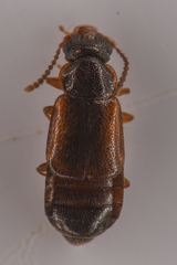Coryphiini