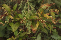 Persicaria tomentosa