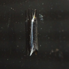 Raphiptera argillaceellus