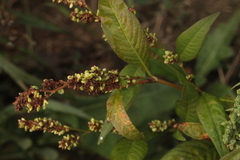 Persicaria tomentosa