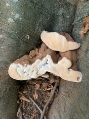 Ganoderma resinaceum