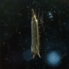 Raphiptera argillaceellus