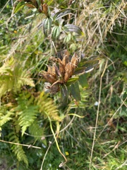 Gentiana lutea