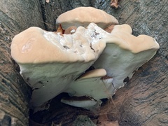 Ganoderma resinaceum