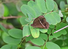 Mycalesis mineus