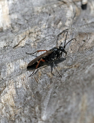 Episyron rufipes