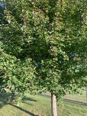 Acer saccharinum