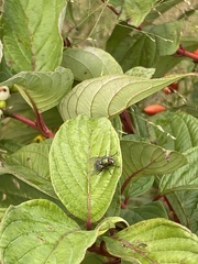 Lucilia