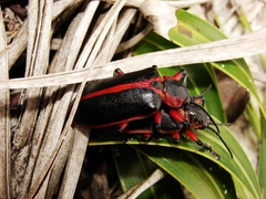 Mecistomela marginata