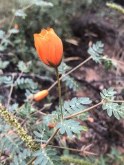 Kallstroemia grandiflora