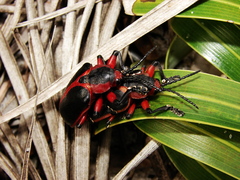 Mecistomela marginata