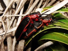 Mecistomela marginata