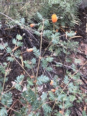 Kallstroemia grandiflora